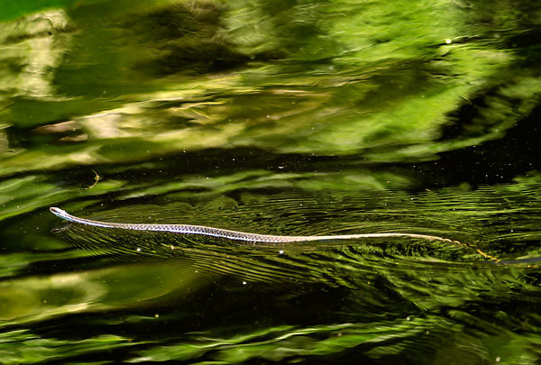 Snake On Water
040810-282 : St. Johns River : Will Dickey Florida Fine Art Nature and Wildlife Photography - Images of Florida's First Coast - Nature and Landscape Photographs of Jacksonville, St. Augustine, Florida nature preserves