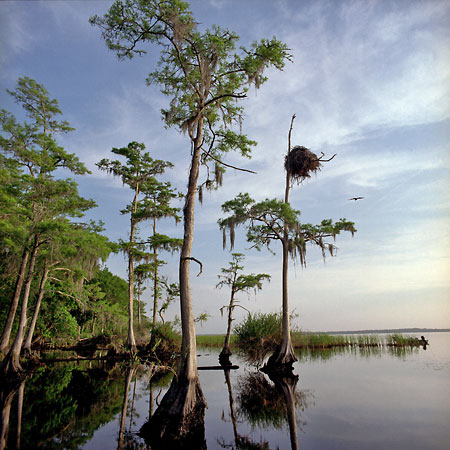 Osprey Nest, St. Johns River 
042401-C2 : St. Johns River : Will Dickey Florida Fine Art Nature and Wildlife Photography - Images of Florida's First Coast - Nature and Landscape Photographs of Jacksonville, St. Augustine, Florida nature preserves