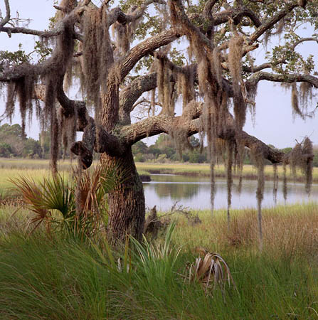Talbot Island Oak 
110600-C9 : St. Johns River : Will Dickey Florida Fine Art Nature and Wildlife Photography - Images of Florida's First Coast - Nature and Landscape Photographs of Jacksonville, St. Augustine, Florida nature preserves