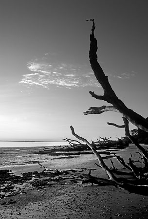 Big Talbot Island Low Tide 082204-B3-BW : Black and White : Will Dickey Florida Fine Art Nature and Wildlife Photography - Images of Florida's First Coast - Nature and Landscape Photographs of Jacksonville, St. Augustine, Florida nature preserves