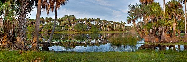 St. Johns River Palms
083111-132P : Panoramas and Cityscapes : Will Dickey Florida Fine Art Nature and Wildlife Photography - Images of Florida's First Coast - Nature and Landscape Photographs of Jacksonville, St. Augustine, Florida nature preserves