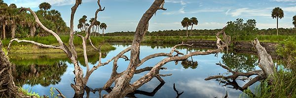 Econlockhatchee River
082911-347P : Panoramas and Cityscapes : Will Dickey Florida Fine Art Nature and Wildlife Photography - Images of Florida's First Coast - Nature and Landscape Photographs of Jacksonville, St. Augustine, Florida nature preserves