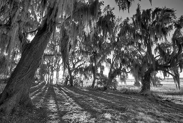 Barr Hammock Shadows
010610-175BW : Black and White : Will Dickey Florida Fine Art Nature and Wildlife Photography - Images of Florida's First Coast - Nature and Landscape Photographs of Jacksonville, St. Augustine, Florida nature preserves