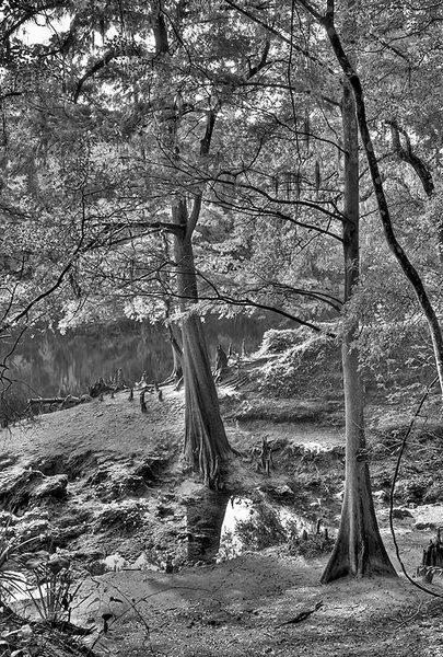 Suwannee River Cypress
081809-1BW : Black and White : Will Dickey Florida Fine Art Nature and Wildlife Photography - Images of Florida's First Coast - Nature and Landscape Photographs of Jacksonville, St. Augustine, Florida nature preserves