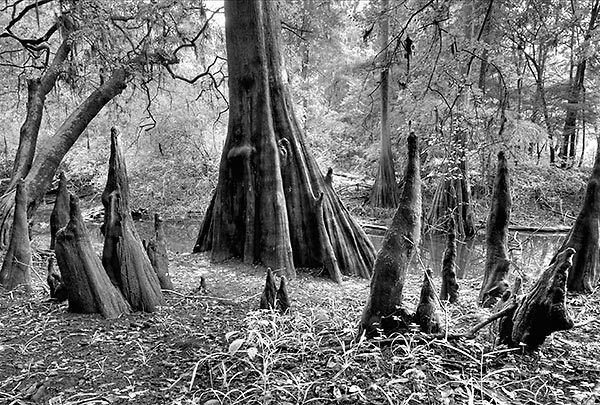 Suwannee Cypress Knees
081909-160BW : Black and White : Will Dickey Florida Fine Art Nature and Wildlife Photography - Images of Florida's First Coast - Nature and Landscape Photographs of Jacksonville, St. Augustine, Florida nature preserves