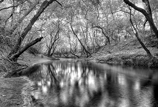 Little St. Marys River
051306-A72BW : Black and White : Will Dickey Florida Fine Art Nature and Wildlife Photography - Images of Florida's First Coast - Nature and Landscape Photographs of Jacksonville, St. Augustine, Florida nature preserves