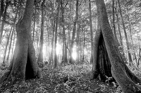 Cypress Hollows Sunrise
080410-413BW : Black and White : Will Dickey Florida Fine Art Nature and Wildlife Photography - Images of Florida's First Coast - Nature and Landscape Photographs of Jacksonville, St. Augustine, Florida nature preserves