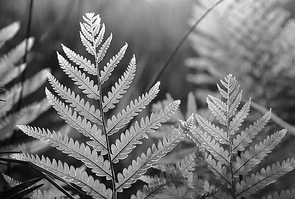 Sunset Ferns
033006-150BW : Black and White : Will Dickey Florida Fine Art Nature and Wildlife Photography - Images of Florida's First Coast - Nature and Landscape Photographs of Jacksonville, St. Augustine, Florida nature preserves