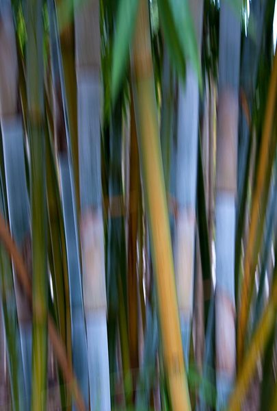 Bamboozle 5
080712-297 : Abstract Realities : Will Dickey Florida Fine Art Nature and Wildlife Photography - Images of Florida's First Coast - Nature and Landscape Photographs of Jacksonville, St. Augustine, Florida nature preserves