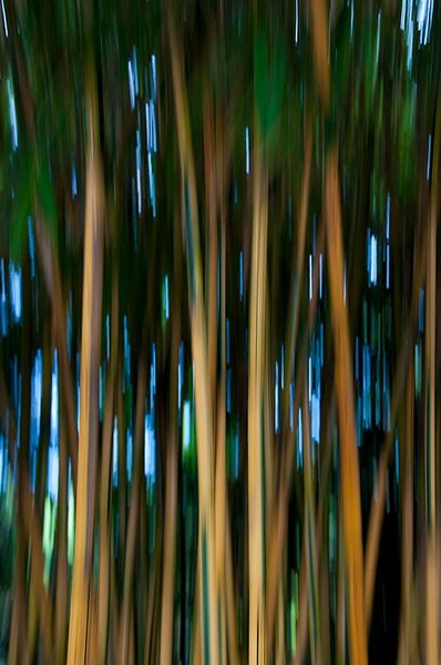 Bamboozle 3
080712-175 : Abstract Realities : Will Dickey Florida Fine Art Nature and Wildlife Photography - Images of Florida's First Coast - Nature and Landscape Photographs of Jacksonville, St. Augustine, Florida nature preserves
