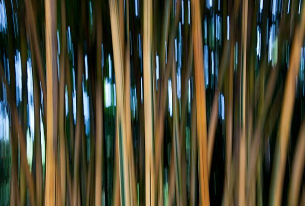 Bamboozle 2
080712-171 : Abstract Realities : Will Dickey Florida Fine Art Nature and Wildlife Photography - Images of Florida's First Coast - Nature and Landscape Photographs of Jacksonville, St. Augustine, Florida nature preserves