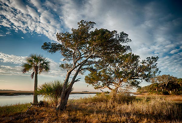 Cedar  Point  Palm And Cedars
010513-199 : St. Johns River : Will Dickey Florida Fine Art Nature and Wildlife Photography - Images of Florida's First Coast - Nature and Landscape Photographs of Jacksonville, St. Augustine, Florida nature preserves