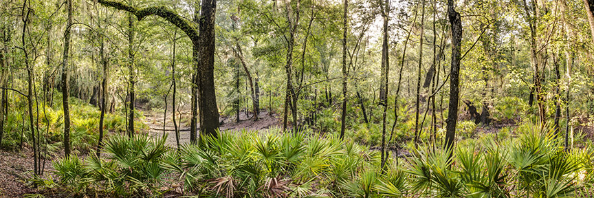 Suwannee Woods
061312-172P : Panoramas and Cityscapes : Will Dickey Florida Fine Art Nature and Wildlife Photography - Images of Florida's First Coast - Nature and Landscape Photographs of Jacksonville, St. Augustine, Florida nature preserves