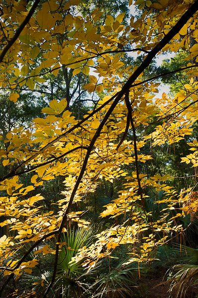 Hickory Tree Colors
120114-283 : St. Johns River : Will Dickey Florida Fine Art Nature and Wildlife Photography - Images of Florida's First Coast - Nature and Landscape Photographs of Jacksonville, St. Augustine, Florida nature preserves