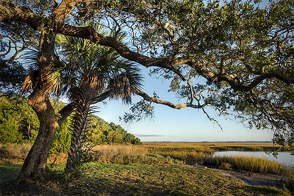 Cedar Point Oak Palm
120114-128 : St. Johns River : Will Dickey Florida Fine Art Nature and Wildlife Photography - Images of Florida's First Coast - Nature and Landscape Photographs of Jacksonville, St. Augustine, Florida nature preserves