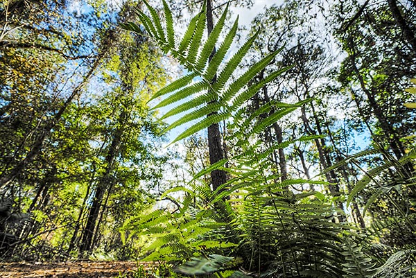 Julington Ferns
112914-31 : St. Johns River : Will Dickey Florida Fine Art Nature and Wildlife Photography - Images of Florida's First Coast - Nature and Landscape Photographs of Jacksonville, St. Augustine, Florida nature preserves