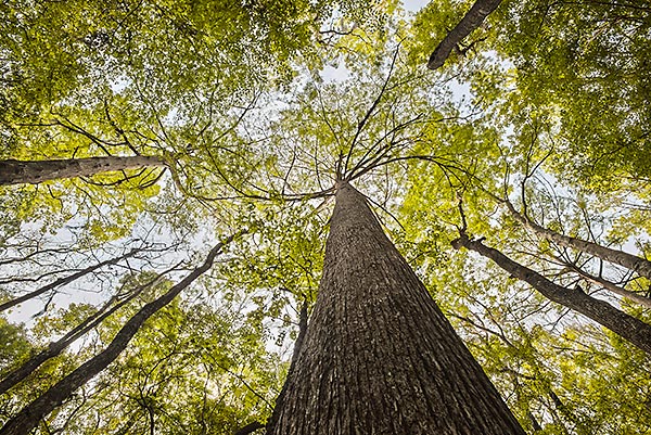 Goodbys Cypress 
032215-21 : St. Johns River : Will Dickey Florida Fine Art Nature and Wildlife Photography - Images of Florida's First Coast - Nature and Landscape Photographs of Jacksonville, St. Augustine, Florida nature preserves