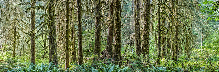 Hoh River Trees 
070815-89P : Panoramas and Cityscapes : Will Dickey Florida Fine Art Nature and Wildlife Photography - Images of Florida's First Coast - Nature and Landscape Photographs of Jacksonville, St. Augustine, Florida nature preserves