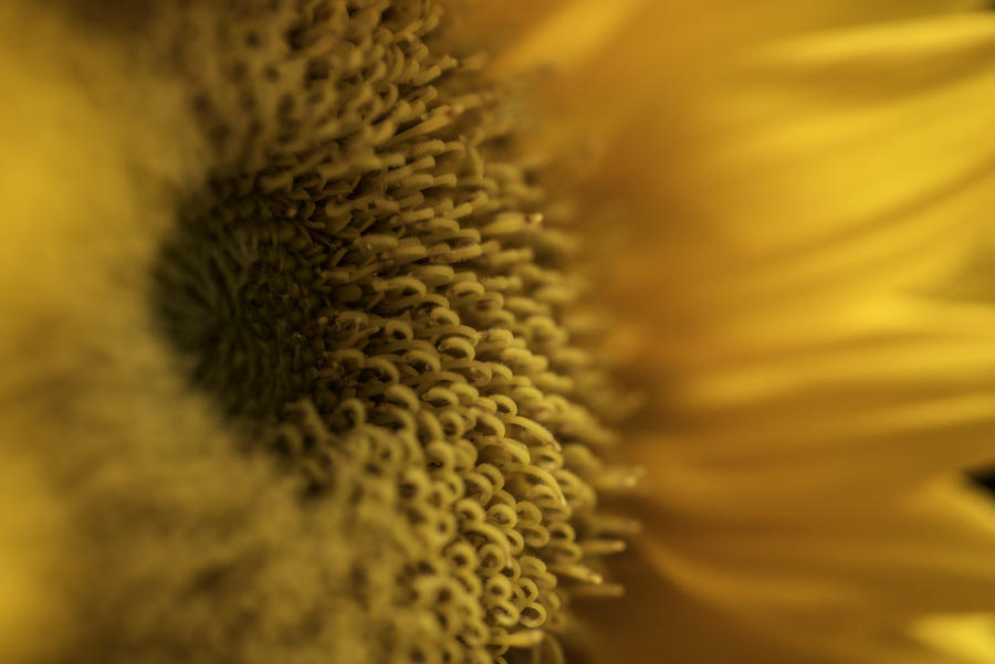 Sunflower
050816-65 : Blooms : Will Dickey Florida Fine Art Nature and Wildlife Photography - Images of Florida's First Coast - Nature and Landscape Photographs of Jacksonville, St. Augustine, Florida nature preserves