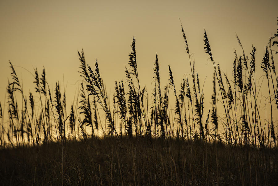 Sea Oats
100716-395 : Beaches : Will Dickey Florida Fine Art Nature and Wildlife Photography - Images of Florida's First Coast - Nature and Landscape Photographs of Jacksonville, St. Augustine, Florida nature preserves