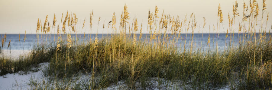 Sea Oats And Ocean 100716-116P : Panoramas and Cityscapes : Will Dickey Florida Fine Art Nature and Wildlife Photography - Images of Florida's First Coast - Nature and Landscape Photographs of Jacksonville, St. Augustine, Florida nature preserves