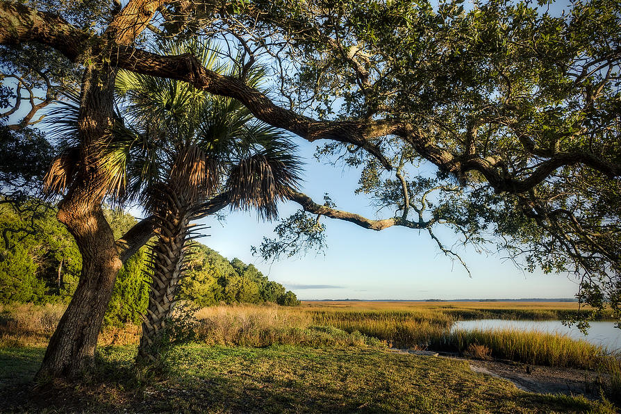 Cedar Point Oak & Palm 120114-128 : Timucuan Preserve  : Will Dickey Florida Fine Art Nature and Wildlife Photography - Images of Florida's First Coast - Nature and Landscape Photographs of Jacksonville, St. Augustine, Florida nature preserves