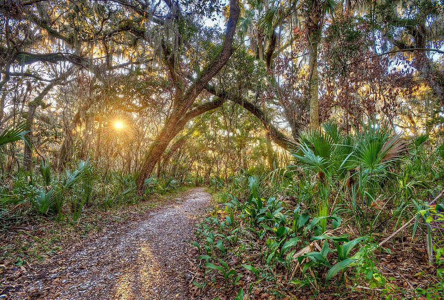 Willie Browne Trail 012710-63 : Timucuan Preserve  : Will Dickey Florida Fine Art Nature and Wildlife Photography - Images of Florida's First Coast - Nature and Landscape Photographs of Jacksonville, St. Augustine, Florida nature preserves