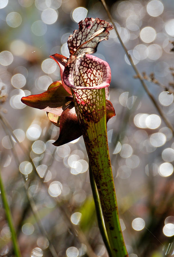 Coldwater Creek Pitcher Plant 
070108-145  : Waterways and Woods  : Will Dickey Florida Fine Art Nature and Wildlife Photography - Images of Florida's First Coast - Nature and Landscape Photographs of Jacksonville, St. Augustine, Florida nature preserves