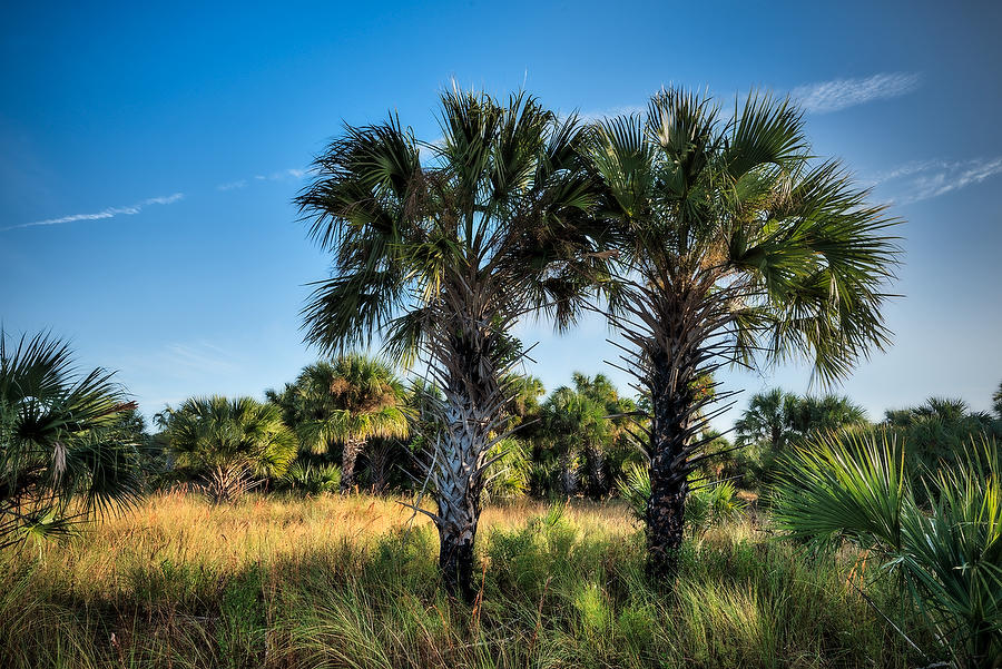 Econlockhatchee Twin Palms 
113016-133  : Waterways and Woods  : Will Dickey Florida Fine Art Nature and Wildlife Photography - Images of Florida's First Coast - Nature and Landscape Photographs of Jacksonville, St. Augustine, Florida nature preserves