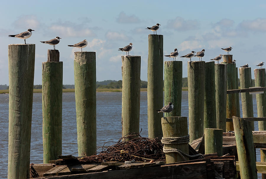 Fernandina Pier 
062506-A36  : Waterways and Woods  : Will Dickey Florida Fine Art Nature and Wildlife Photography - Images of Florida's First Coast - Nature and Landscape Photographs of Jacksonville, St. Augustine, Florida nature preserves