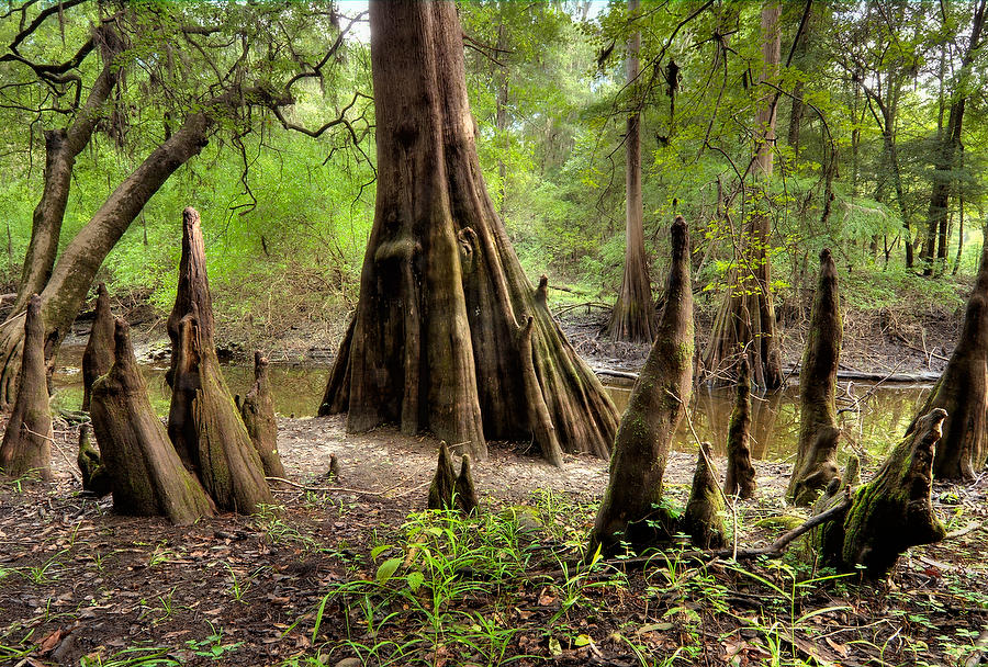 Suwannee Cypress Knees 081909-160  : Waterways and Woods  : Will Dickey Florida Fine Art Nature and Wildlife Photography - Images of Florida's First Coast - Nature and Landscape Photographs of Jacksonville, St. Augustine, Florida nature preserves