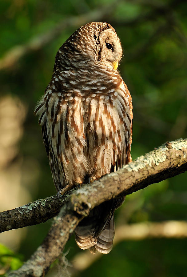 Barred Owl 
042110-5798  : Critters : Will Dickey Florida Fine Art Nature and Wildlife Photography - Images of Florida's First Coast - Nature and Landscape Photographs of Jacksonville, St. Augustine, Florida nature preserves