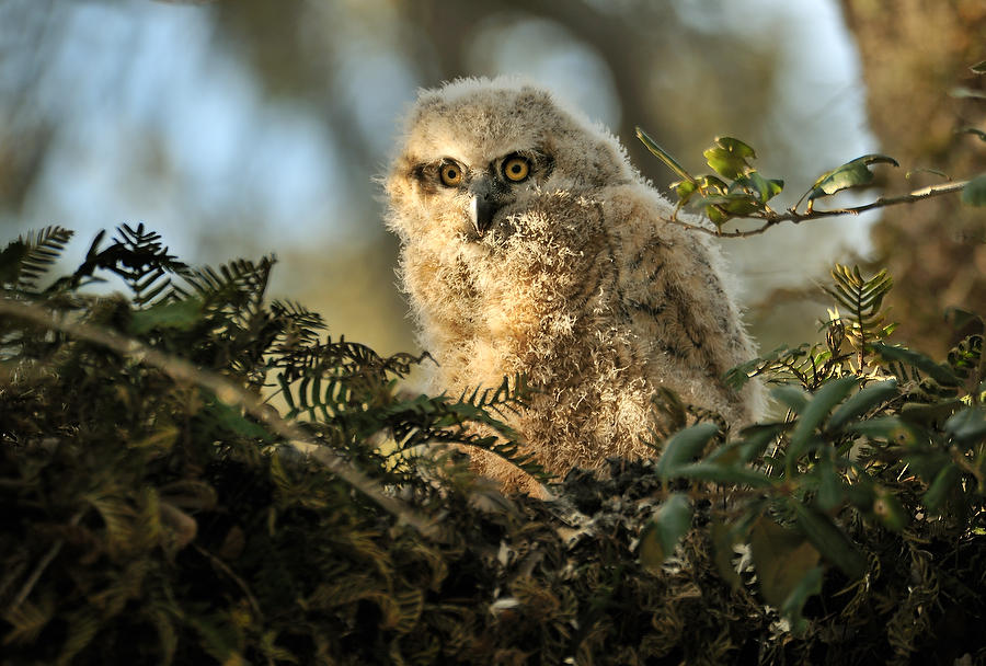 Great Horned Owl Chick 030710-88  : Critters : Will Dickey Florida Fine Art Nature and Wildlife Photography - Images of Florida's First Coast - Nature and Landscape Photographs of Jacksonville, St. Augustine, Florida nature preserves