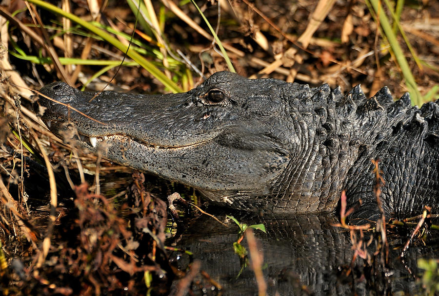 Smiling Gator        010111-439  : Critters : Will Dickey Florida Fine Art Nature and Wildlife Photography - Images of Florida's First Coast - Nature and Landscape Photographs of Jacksonville, St. Augustine, Florida nature preserves