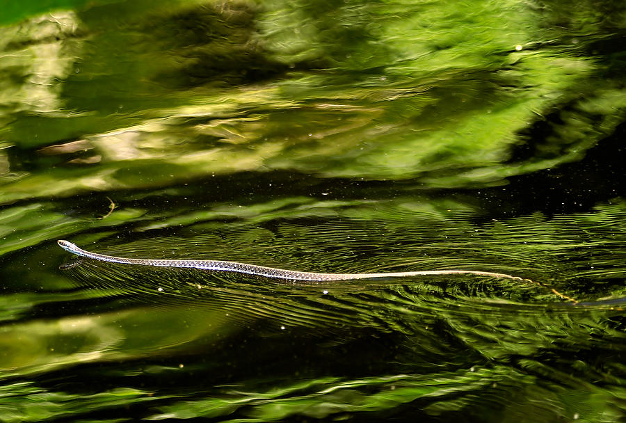 Snake On Water   040810-282  : Critters : Will Dickey Florida Fine Art Nature and Wildlife Photography - Images of Florida's First Coast - Nature and Landscape Photographs of Jacksonville, St. Augustine, Florida nature preserves