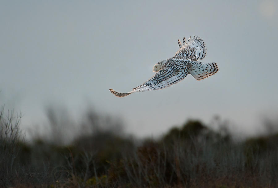 Snowy Owl Flight  010614-393  : Critters : Will Dickey Florida Fine Art Nature and Wildlife Photography - Images of Florida's First Coast - Nature and Landscape Photographs of Jacksonville, St. Augustine, Florida nature preserves