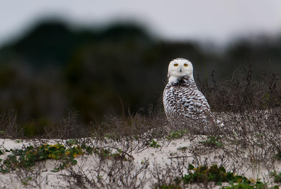 Snowy Owl Looking 010614-123  : Critters : Will Dickey Florida Fine Art Nature and Wildlife Photography - Images of Florida's First Coast - Nature and Landscape Photographs of Jacksonville, St. Augustine, Florida nature preserves