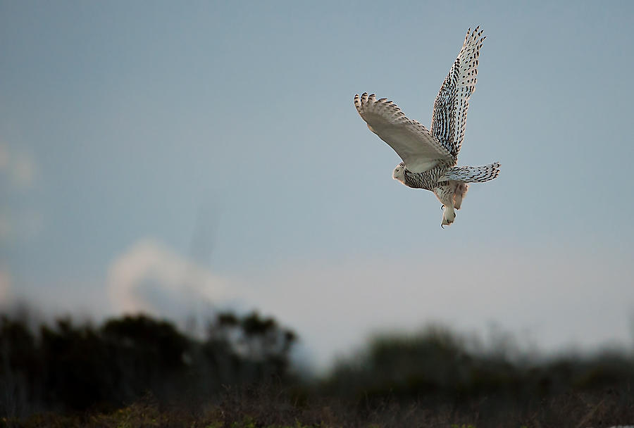 Snowy Owl Sunset 010614-391  : Critters : Will Dickey Florida Fine Art Nature and Wildlife Photography - Images of Florida's First Coast - Nature and Landscape Photographs of Jacksonville, St. Augustine, Florida nature preserves