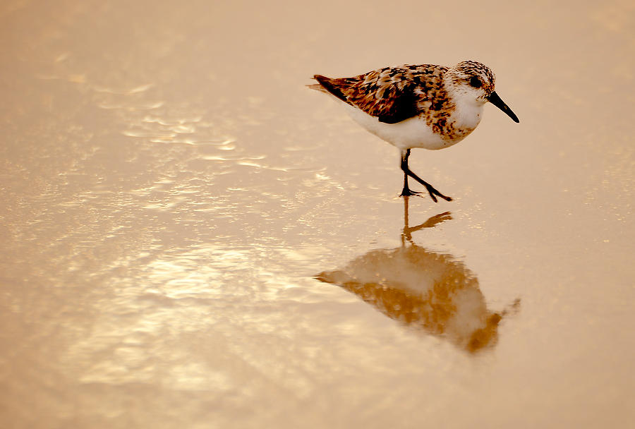 Sunrise Sandpiper 082609-303  : Critters : Will Dickey Florida Fine Art Nature and Wildlife Photography - Images of Florida's First Coast - Nature and Landscape Photographs of Jacksonville, St. Augustine, Florida nature preserves