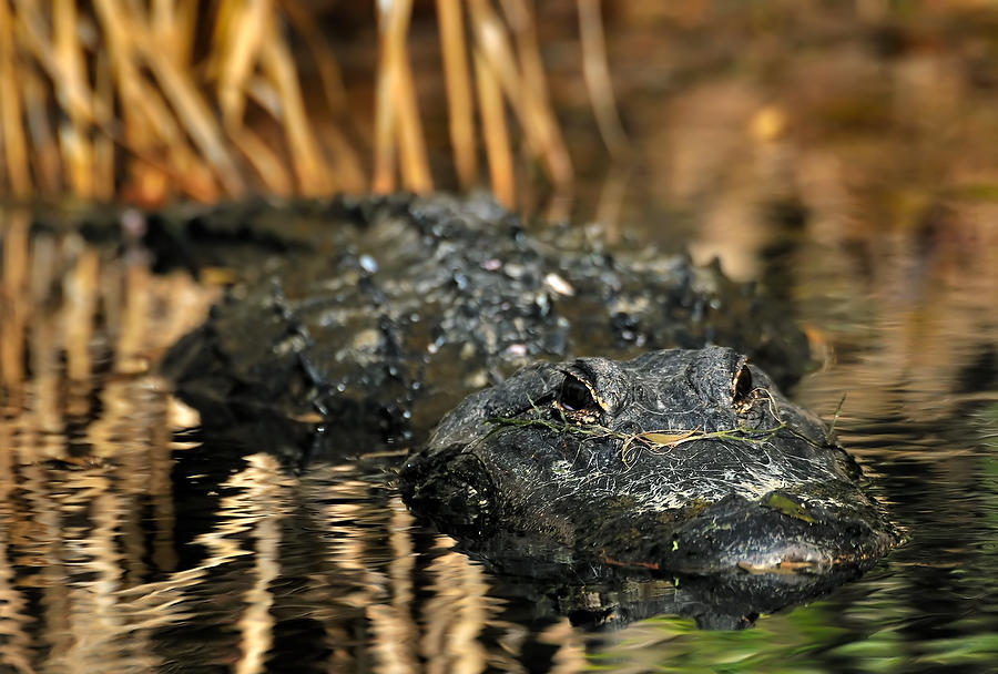 Wakulla Gator       010111-349  : Critters : Will Dickey Florida Fine Art Nature and Wildlife Photography - Images of Florida's First Coast - Nature and Landscape Photographs of Jacksonville, St. Augustine, Florida nature preserves