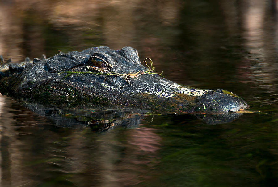 Wakulla Springs Gator 010111-370  : Critters : Will Dickey Florida Fine Art Nature and Wildlife Photography - Images of Florida's First Coast - Nature and Landscape Photographs of Jacksonville, St. Augustine, Florida nature preserves