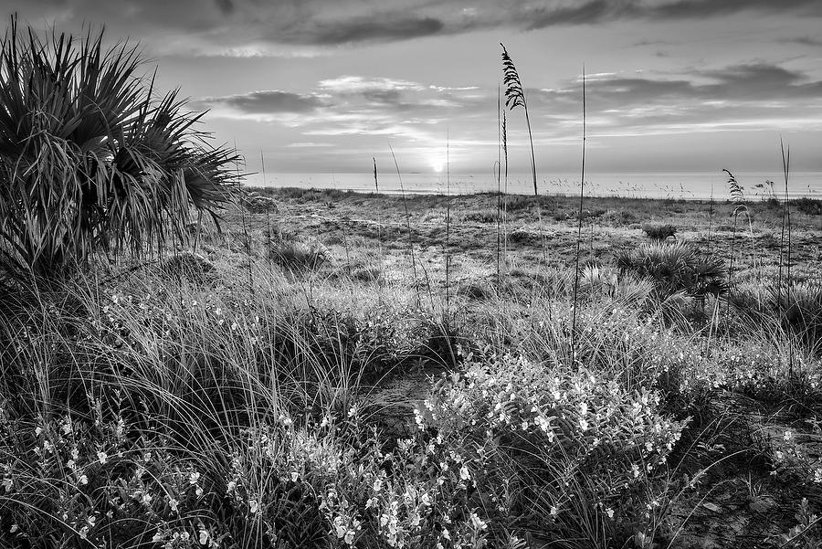 Hanna Park Sunrise 071217-148BW : Black and White : Will Dickey Florida Fine Art Nature and Wildlife Photography - Images of Florida's First Coast - Nature and Landscape Photographs of Jacksonville, St. Augustine, Florida nature preserves