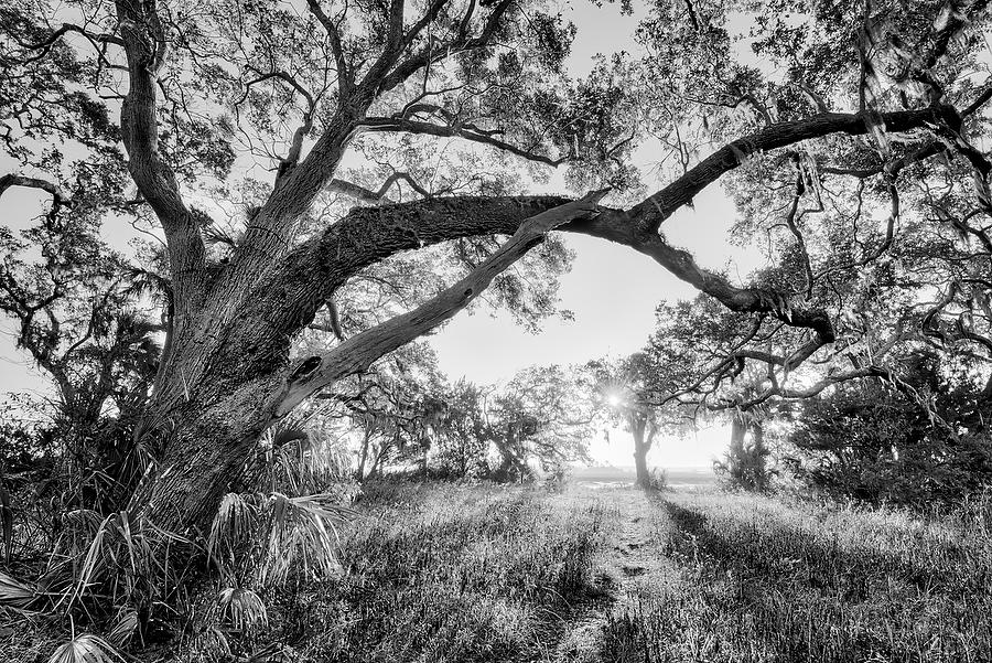 Cedar Point Oak   111916-206BW : Black and White : Will Dickey Florida Fine Art Nature and Wildlife Photography - Images of Florida's First Coast - Nature and Landscape Photographs of Jacksonville, St. Augustine, Florida nature preserves