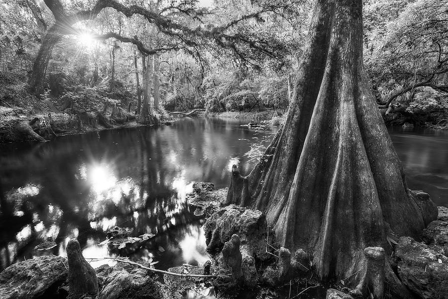 Hillsborough River 042616-79BW : Black and White : Will Dickey Florida Fine Art Nature and Wildlife Photography - Images of Florida's First Coast - Nature and Landscape Photographs of Jacksonville, St. Augustine, Florida nature preserves