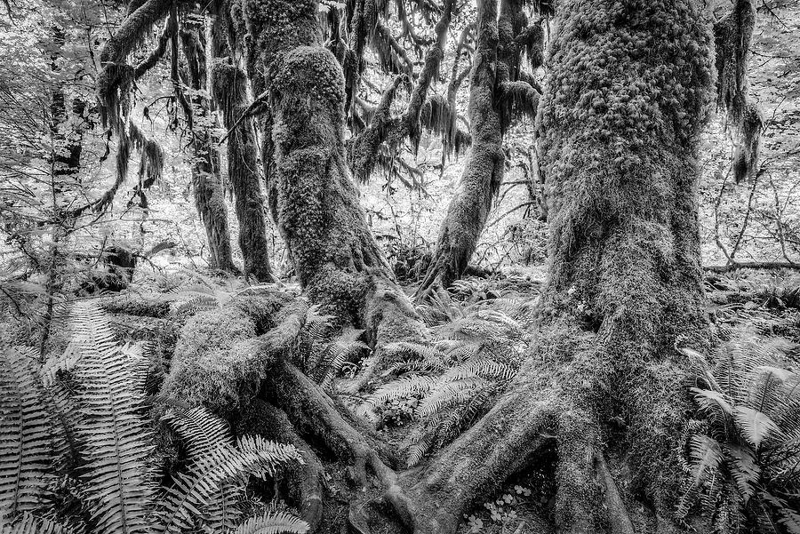 Hoh Rain Forest    070815-55BW : Black and White : Will Dickey Florida Fine Art Nature and Wildlife Photography - Images of Florida's First Coast - Nature and Landscape Photographs of Jacksonville, St. Augustine, Florida nature preserves
