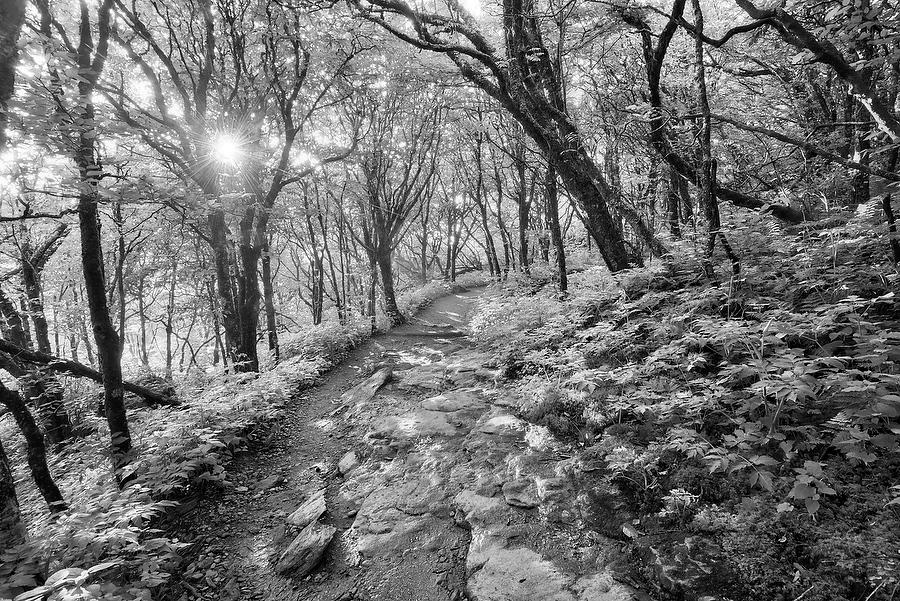 Craggy Pinnacle Trail 073017-157BW : Black and White : Will Dickey Florida Fine Art Nature and Wildlife Photography - Images of Florida's First Coast - Nature and Landscape Photographs of Jacksonville, St. Augustine, Florida nature preserves