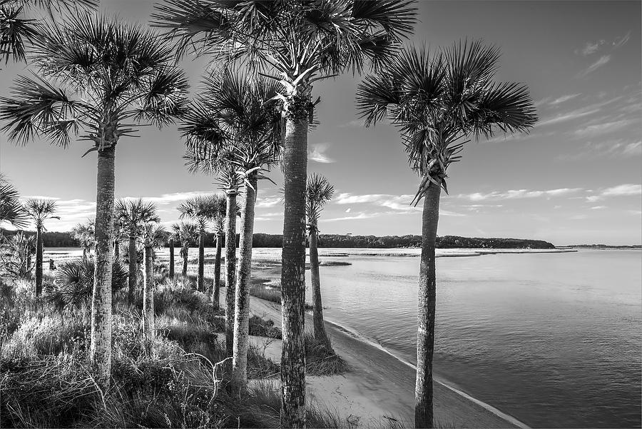Alimacani Palms   112014-298BW  : Black and White : Will Dickey Florida Fine Art Nature and Wildlife Photography - Images of Florida's First Coast - Nature and Landscape Photographs of Jacksonville, St. Augustine, Florida nature preserves
