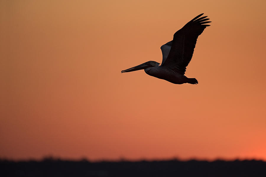 Pelican At Dusk     030318-116 : Critters : Will Dickey Florida Fine Art Nature and Wildlife Photography - Images of Florida's First Coast - Nature and Landscape Photographs of Jacksonville, St. Augustine, Florida nature preserves
