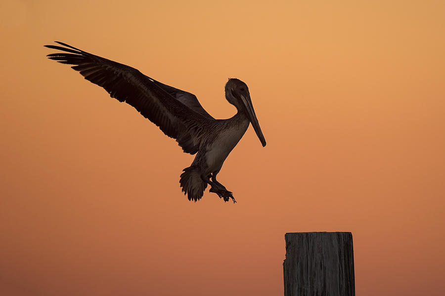 Pelican Landing    030318-108 : Critters : Will Dickey Florida Fine Art Nature and Wildlife Photography - Images of Florida's First Coast - Nature and Landscape Photographs of Jacksonville, St. Augustine, Florida nature preserves