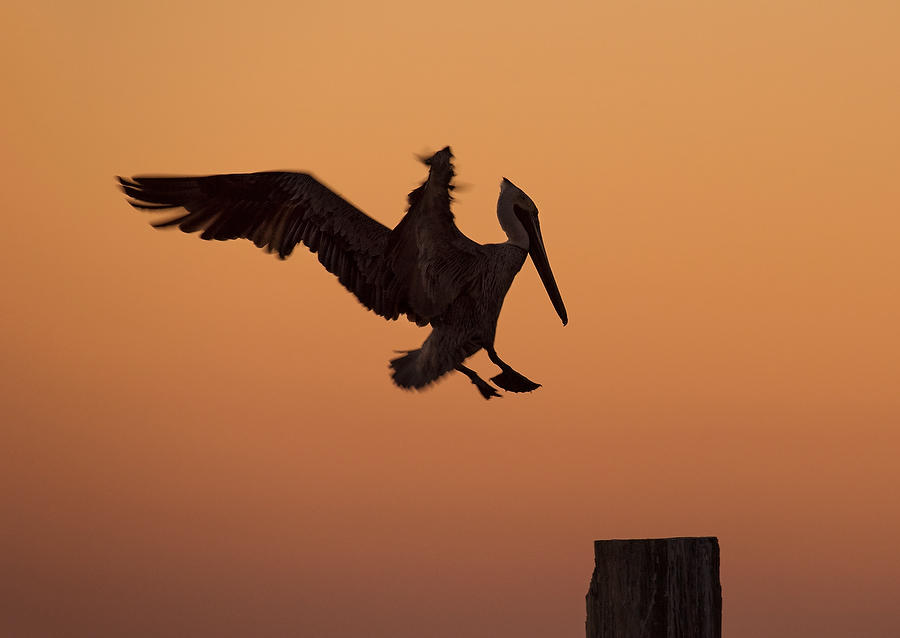 Pelican Landing    030318-144 : Critters : Will Dickey Florida Fine Art Nature and Wildlife Photography - Images of Florida's First Coast - Nature and Landscape Photographs of Jacksonville, St. Augustine, Florida nature preserves